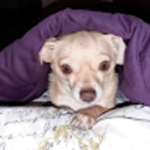 Meet your Posher, Janet